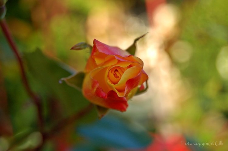 0138 24.08.14 es war eine rose, eine rose, eine rose